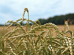 Dinkel: Das Urgetreide im Test