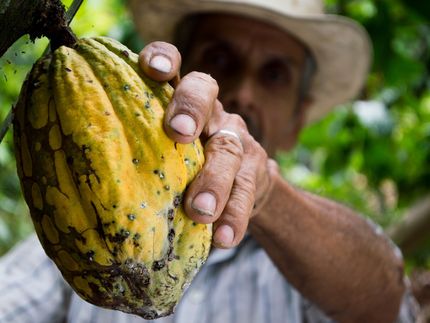 Fairer Handel: Durchbruch bei Kakao