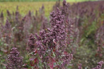 'Quinoa-Kater': Boliviens Bauern leiden unter gesunkenen Preisen