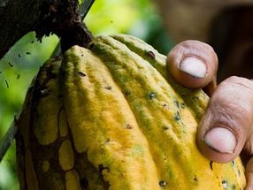 Bittersüße Schokolade. Kinderarbeit im Kakaoanbau