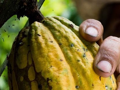 Bittersüße Schokolade. Kinderarbeit im Kakaoanbau