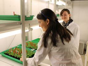 Doctoral researchers in Bayreuth Carolin Kerl M.Sc. (left) and Colleen Rafferty M.Sc. (right) are investigating the absorption of thioarsenates in the thale cress (Arabidopsis thaliana).