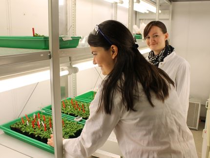 Die Bayreuther Doktorandinnen Carolin Kerl M.Sc. und Colleen Rafferty M.Sc. (v.l.) untersuchen die Aufnahme von Thioarsenaten in der Acker-Schmalwand (Arabidopsis thaliana).
