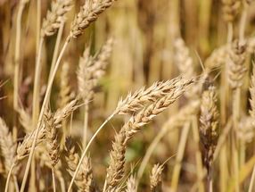 Bauern rechnen mit unterdurchschnittlicher Getreideernte