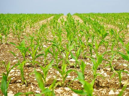 The 2017 corn crop heading into pollination