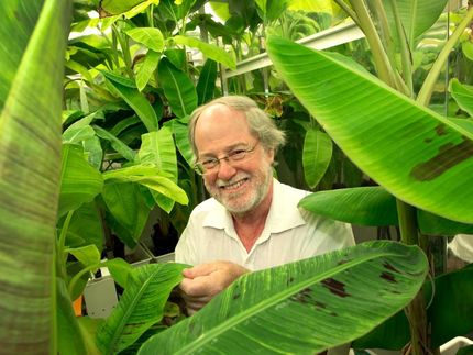 Distinguished Professor James Dale has led a team of scientists who have modified bananas to make them rich in pro-vitamin A. This humanitarian project will improve the nutrition of people in Uganda.