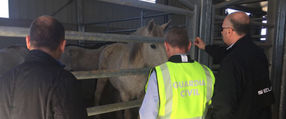 Police dismantle crime group trading horsemeat unfit for human consumption