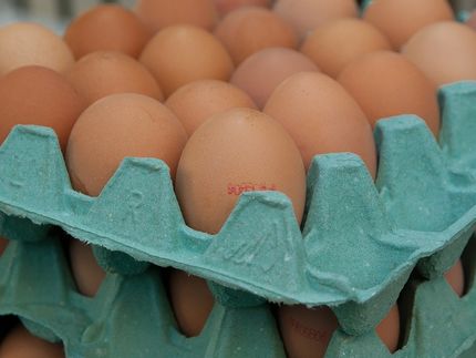 REWE setzt mit "Spitz & Bube"-Eiern Maßstäbe beim Tierwohl