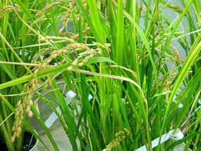 The new rice line in the greenhouse can supply rice consumers with three essential micronutrients in the future.