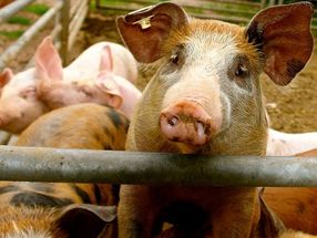 US announces deal to export pork to Argentina
