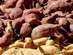 Auf den historischen Spuren der Süßkartoffel