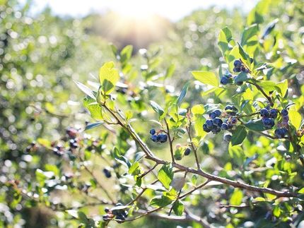Maine blueberry crop falls with disease, lack of pollination