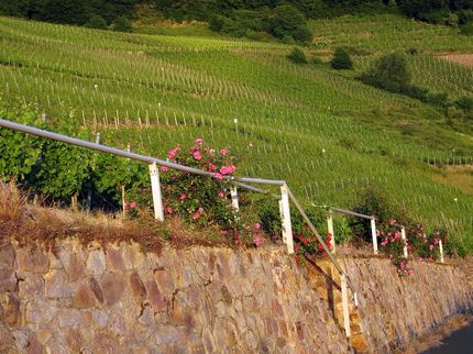 French wine production set to tumble 18 per cent due to bad weather