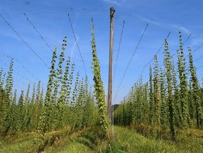 Verregneter Sommer rettet die Hopfenernte