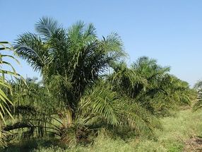 Nutzung von nachhaltig zertifiziertem Palmöl in Europa wichtiger denn je