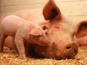 Verbraucher müssen mehr für Schweinefleisch zahlen