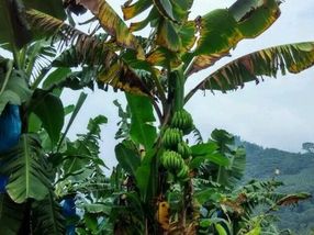 Cavendish banana plant affected by Panama disease, caused by Tropical Race 4 (TR4). The plant will soon die, as will its vegetative progeny. The fungus has contaminated the soil for years.