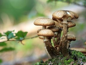 Wildpilze in Teilen Bayerns nach wie vor belastet