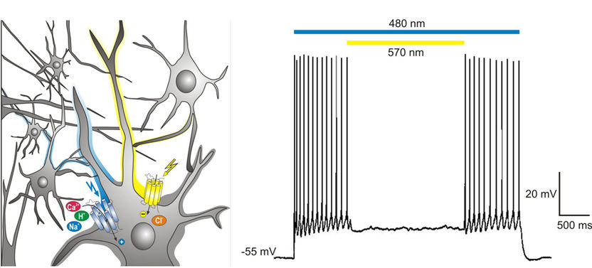 © MPI für Biophysik 