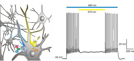 Optogenetik – mit molekularem Lichtschalter gegen Netzhauterkrankungen