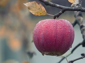 Bio-Apfelbauern trotz hohem Erntedefizit optimistisch