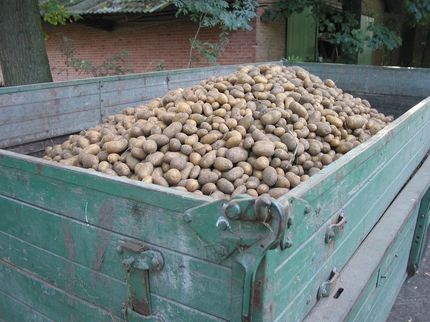 Bauern bangen wegen Regens teils um bessere Kartoffelernte