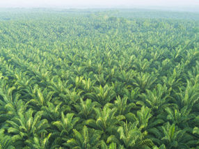 Problematic or not? Tools to track palm oil down to the plantation or smallholder system would help promoting sustainable practices. Aerial view of oil palm plantation in East Asia.