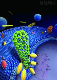 Cells ingest things by engulfing them