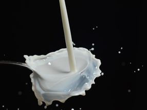 Milchviehhalter-Verband: Preise für Milchprodukte könnten sinken