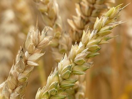 Communication between Wheat Genes Contributes to Increasing Crop Productivity