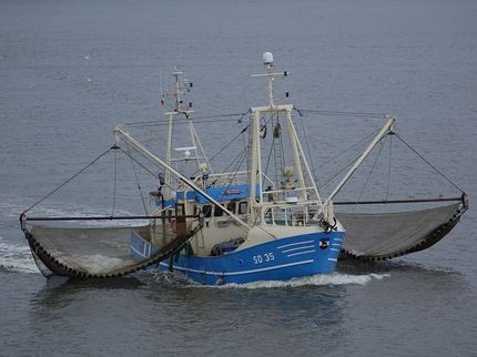 Sturm bringt Krabben in die Netze