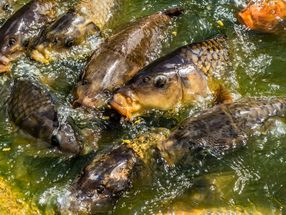 Waschmittelenzyme sollen den Karpfen retten