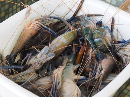 Seafood fans hope for return of Maine shrimp in 2018