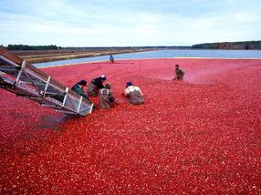 Wisconsin cranberry farmers hope to generate demand overseas