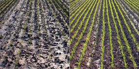 Organic farming improves soil quality: soils managed with conventional (left) and organic methods (right) following heavy rainfall in the DOK long-term system comparison.