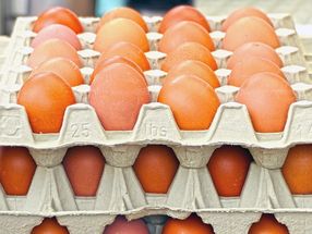 Fipronil-Geschehen beeinflusst Eiermarkt längerfristig