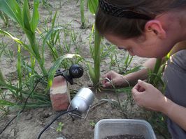 Christelle Robert, now at the University of Bern, investigated the interaction of rootworm larvae and parasitic nematodes. She discovered why biological control of the rootworm with these nematodes has not been successful.
