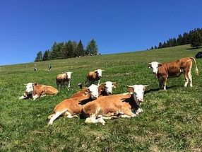 Hinterwälder Rinder bei Bernau im Südschwarzwald