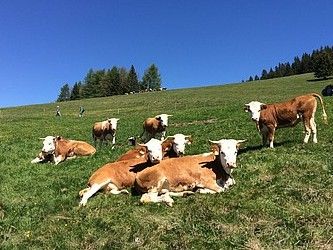 Hinterwälder Rinder bei Bernau im Südschwarzwald