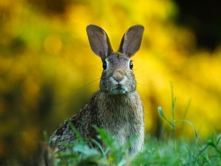 Bald Eichelkaninchen als Leckerbissen?