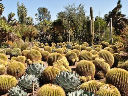 Prickly but tasty? UN agency says cactus have 'much to offer' as food