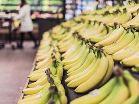 Sensibles Früchtchen - Der schwierige Weg der Banane zum Kunden