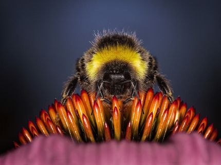 Bienenpatenschaft: Ein Weihnachtsgeschenk als Zeichen gegen das Bienensterben