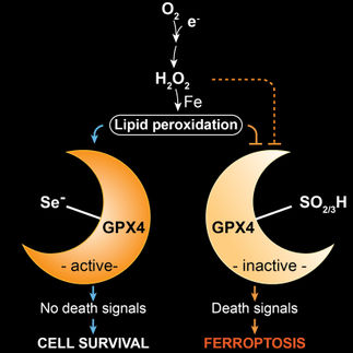 Selen schützt Nervenzellen im Gehirn