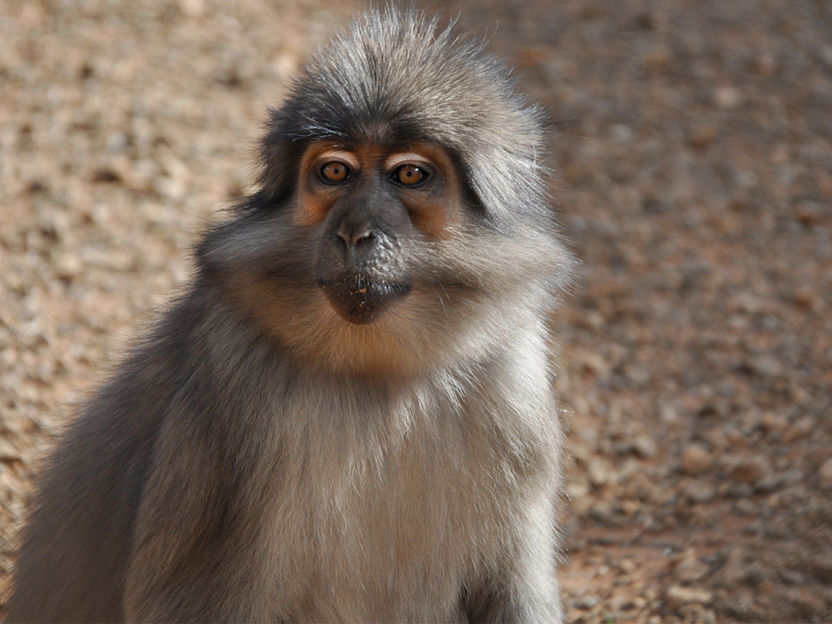 Yerkes National Primate Research Center, Emory University, Atlanta (USA)