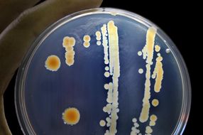 Antibiotika: Bakterien produzieren zunächst Vorstufen