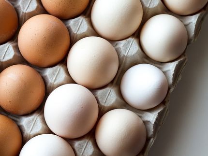 Fipronil-Skandal macht Eier in Deutschland teurer
