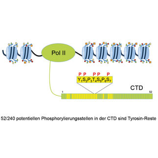 Wie ein Enzym die Abschrift unserer Gene reguliert