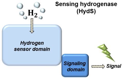 Potenzial für eine grüne Wasserstoff-Wirtschaft - Erstmalige Charakterisierung einer sensorischen [FeFe] Hydrogenase gelungen