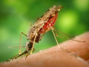 Malaria parasite packs genetic material for trip from mosquitoes to humans